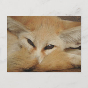 Postal Fennec Fox Postcard