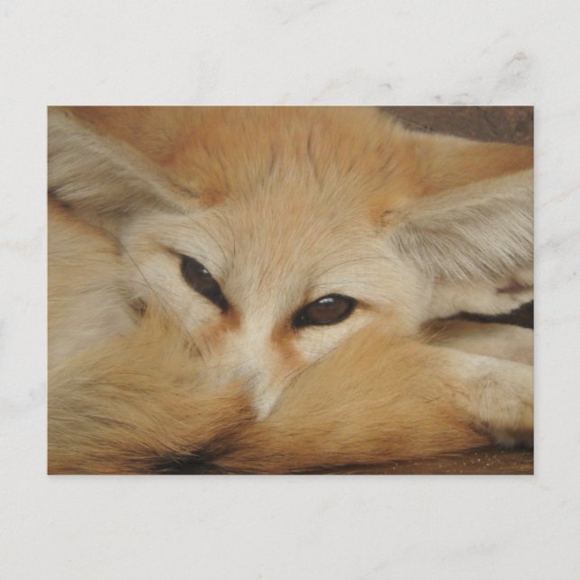 Postal Fennec Fox Postcard (Anverso)