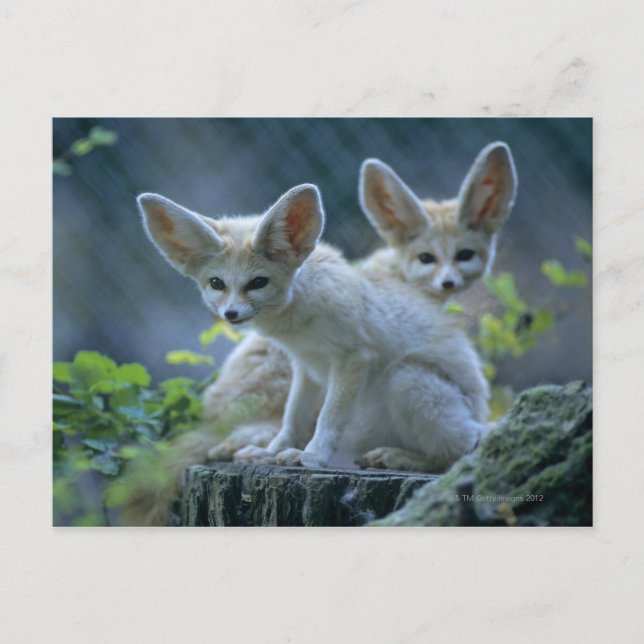 Postal Fennec Foxes (Anverso)