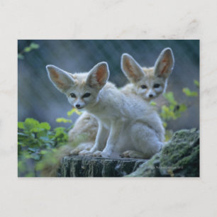 Postal Fennec Foxes
