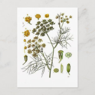 Postal Fennel