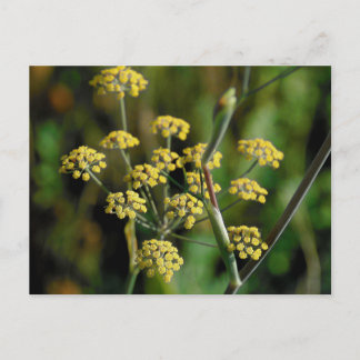 Postal Fennel en flor