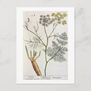 Postal Fennel, placa 288 de 'A Curious Herbal', publicar