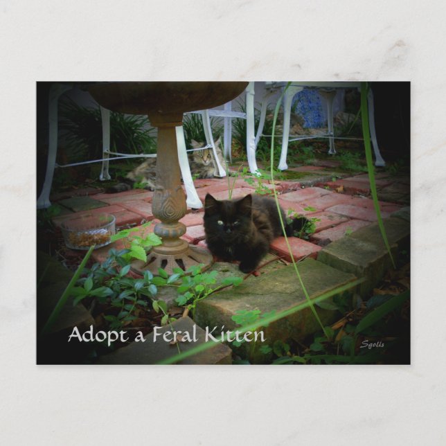 Postal Feral Cat Adoption Postcard (Anverso)