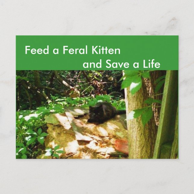 Postal Feral Kittens en Forest Den Postcard (Anverso)