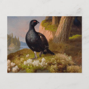 Postal Ferdinand von Wright Black grouses CC0065