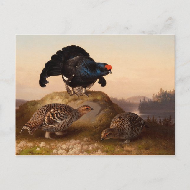 Postal Ferdinand von Wright Blackgrouses CC0822 (Anverso)