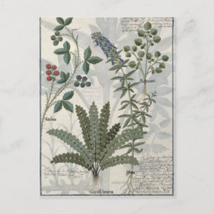Postal Fermones, brambles y flores