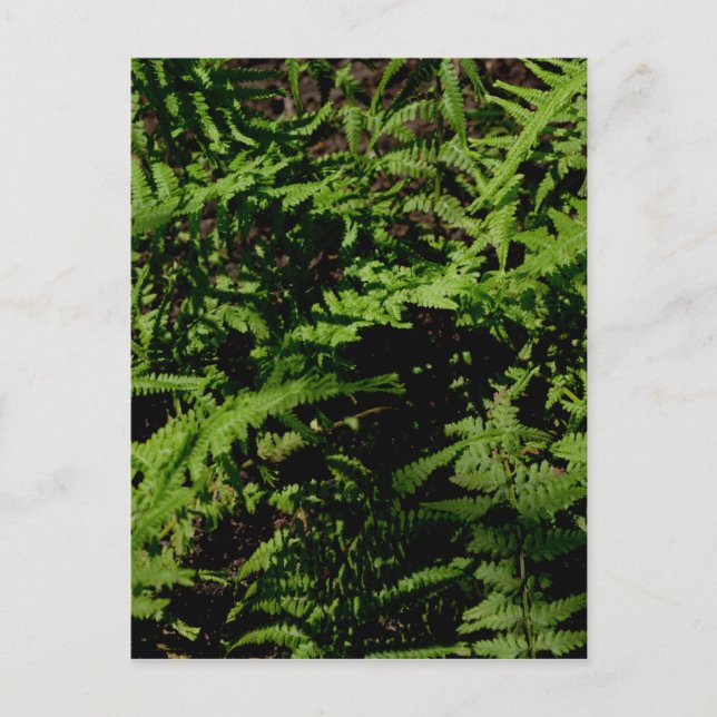 Postal Fermones del suelo forestal (Anverso)