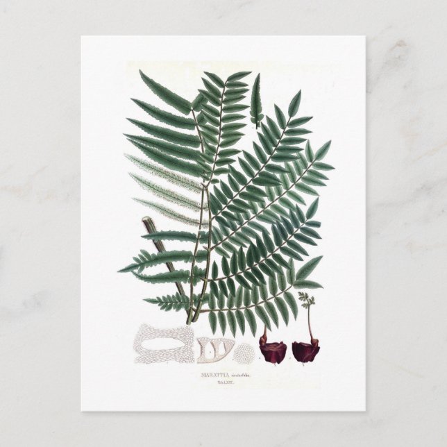 Postal Fern (Anverso)