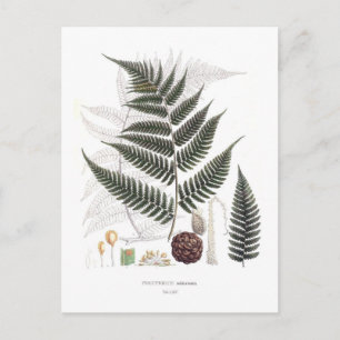 Postal Fern