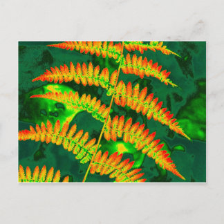 Postal Fern
