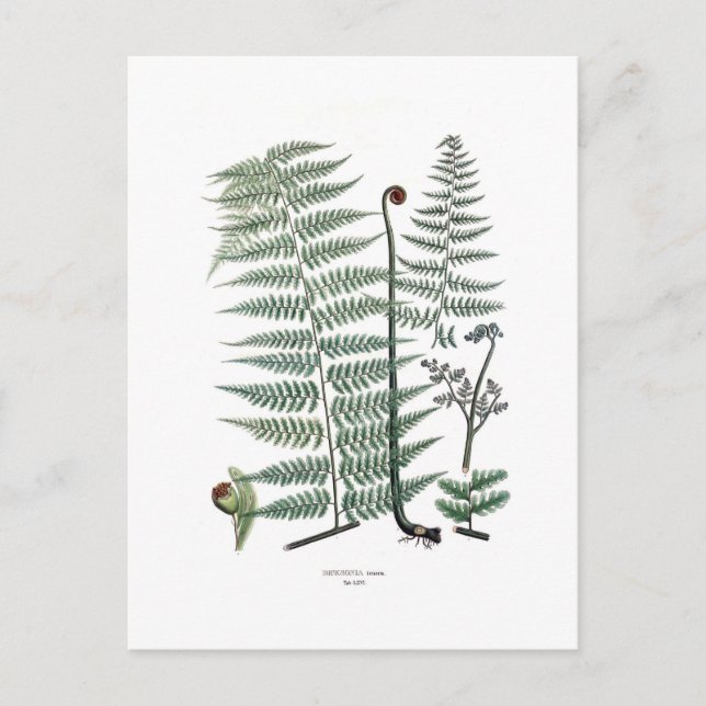 Postal Fern (Anverso)