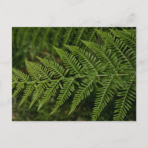Postal Fern
