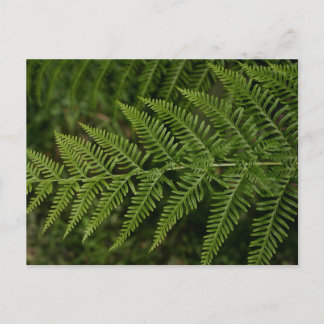 Postal Fern