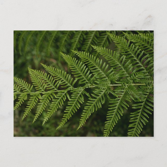 Postal Fern (Anverso)