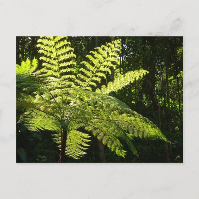 Postal Fern arbolado en la selva tropical (Anverso)
