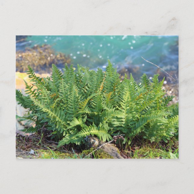 Postal Fern cerca del mar (Anverso)