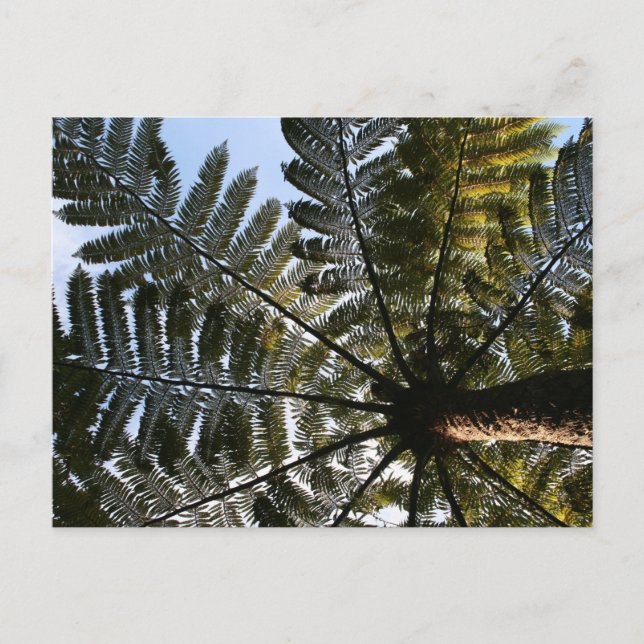 Postal Fern de árbol de Nueva Zelanda (Anverso)
