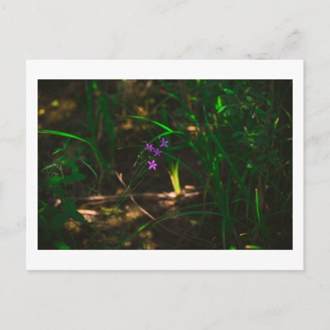 Postal Fern de las flores silvestres de los bosques de ag (Anverso)