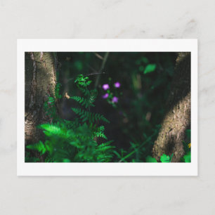 Postal Fern de las flores silvestres de los bosques de ag