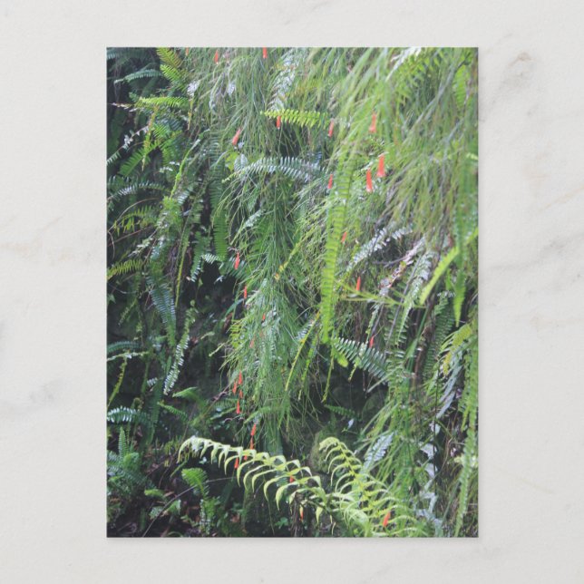 Postal Fern Filled Grotto (Anverso)