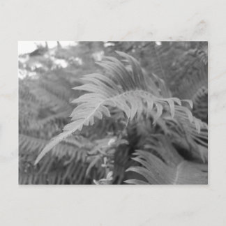 Postal Fern Friendly