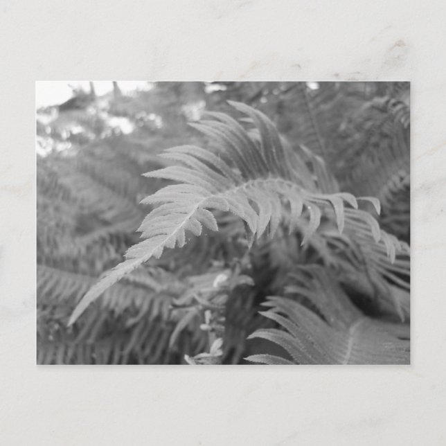 Postal Fern Friendly (Anverso)