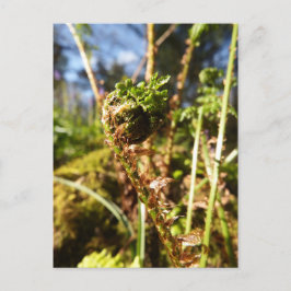 Postal Fern Frond Postcard