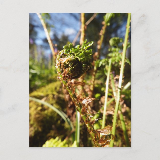 Postal Fern Frond Postcard (Anverso)