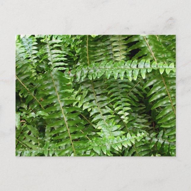 Postal Fern Fronds I Green Nature (Anverso)