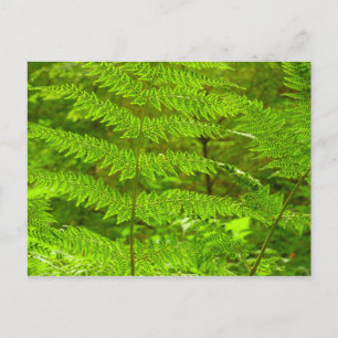 Postal Fern Fronds III Naturaleza verde Botánica