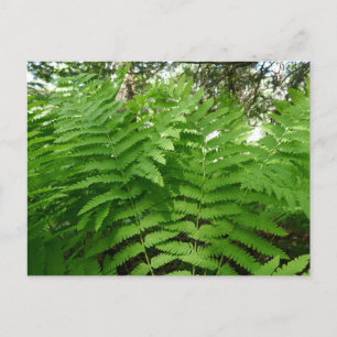 Postal Fern Fronds IV Naturaleza verde Botánica