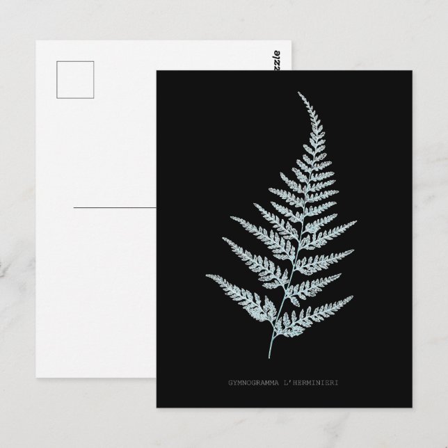 Postal Fern - Gymnogramma L’herminieri. Efecto de rayos X (Anverso / Reverso)