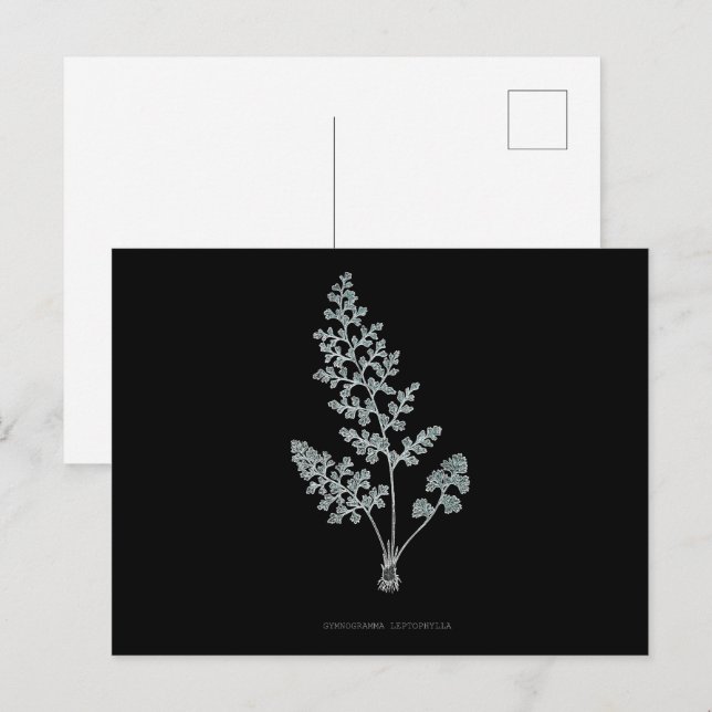 Postal Fern - Gymnogramma Leptophylla - Efecto de rayos X (Anverso / Reverso)