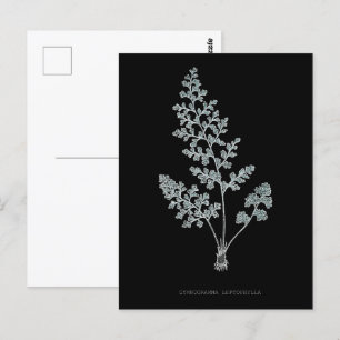 Postal Fern - Gymnogramma Leptophylla - Efecto de rayos X