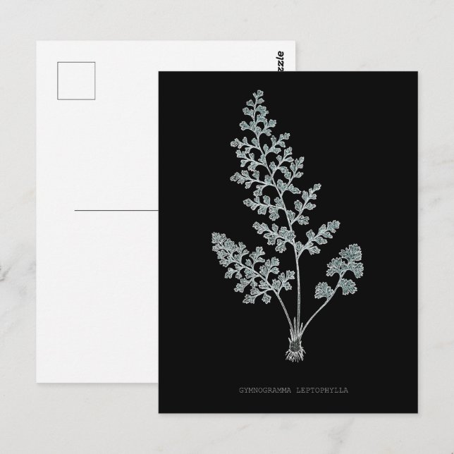 Postal Fern - Gymnogramma Leptophylla - Efecto de rayos X (Anverso / Reverso)