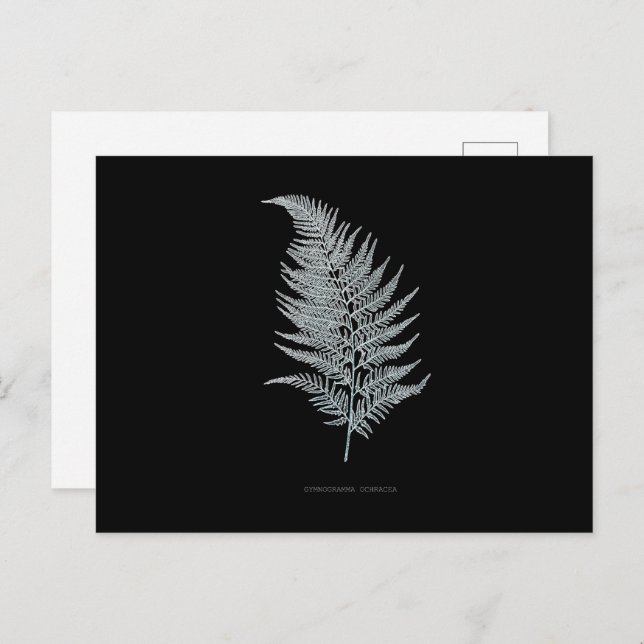 Postal Fern - Gymnogramma Ochracea - Efecto de rayos X -  (Anverso / Reverso)
