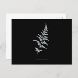 Postal Fern - Gymnogramma Sulphurea - Efecto de rayos X -