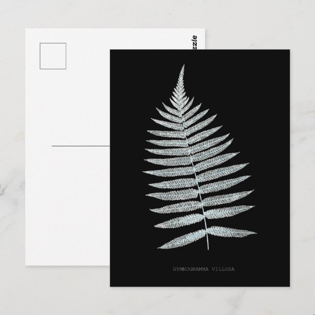 Postal Fern - Gymnogramma Villosa - Efecto de rayos X - 0 (Anverso / Reverso)