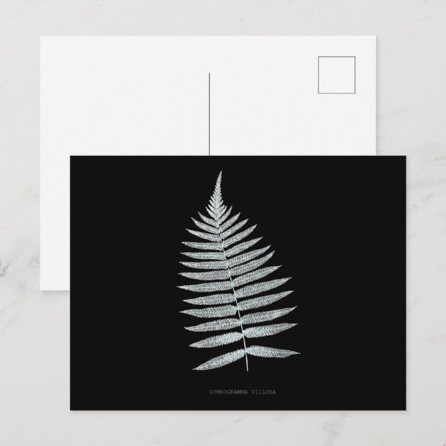 Postal Fern - Gymnogramma Villosa - Efecto de rayos X - 0 (Anverso / Reverso)