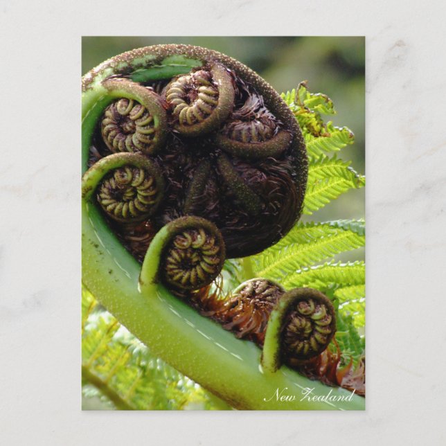 Postal Fern, Nueva Zelanda, Wilderness (Anverso)