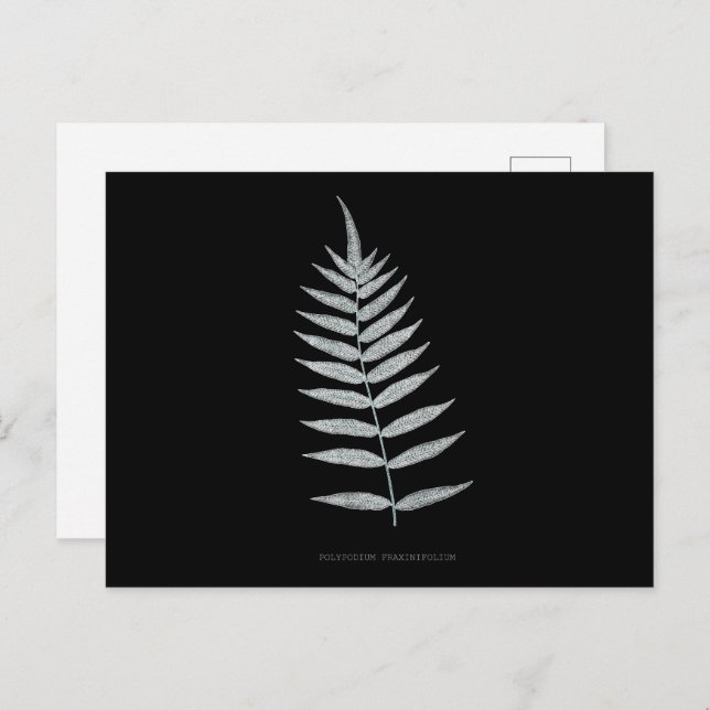 Postal Fern - Polipopodio Fraxinifolio - Efecto de rayos  (Anverso / Reverso)