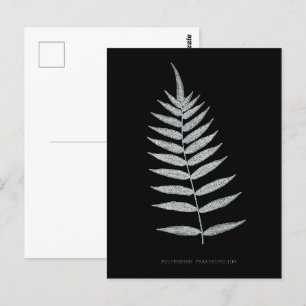 Postal Fern - Polipopodio Fraxinifolio - Efecto de rayos