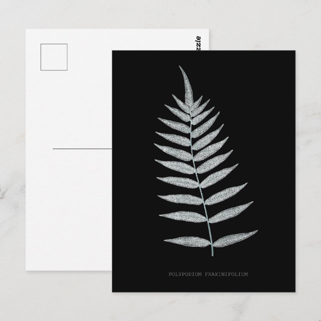 Postal Fern - Polipopodio Fraxinifolio - Efecto de rayos  (Anverso / Reverso)