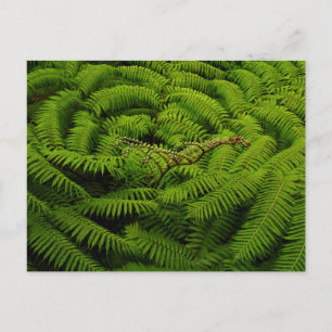 Postal Ferns - Fotografía Bella Artes