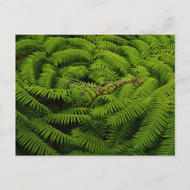 Postal Ferns - Fotografía Bella Artes (Anverso)