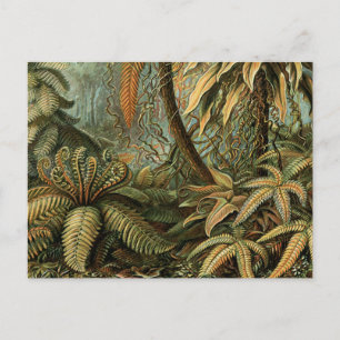 Postal Ferns Palm Tree Antique Botanica Ferns Art