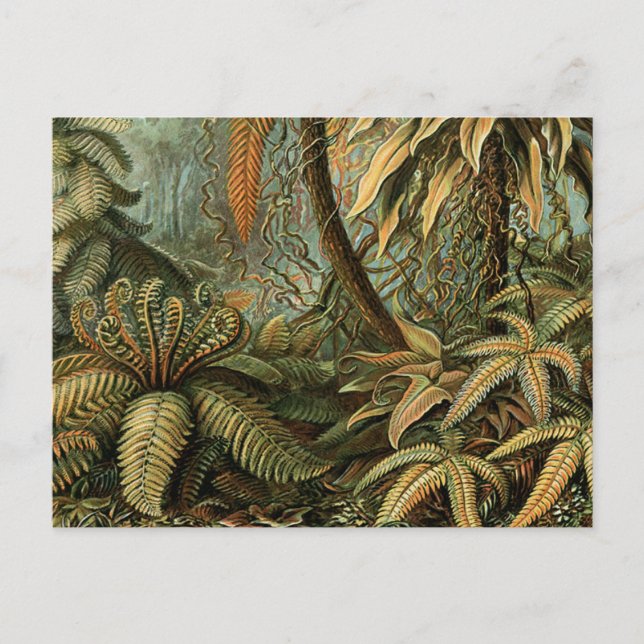 Postal Ferns Palm Tree Antique Botanica Ferns Art (Anverso)