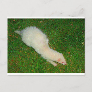 Postal Ferret